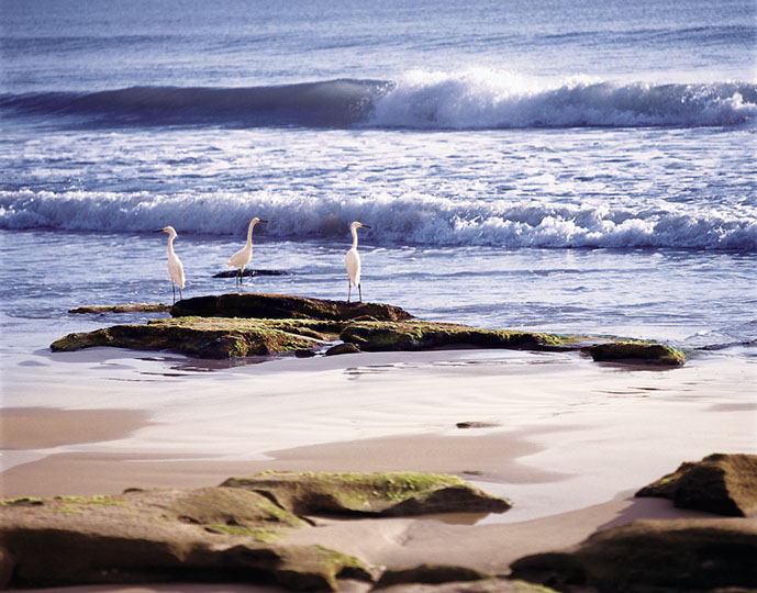 Things to do and see close to Hammock Dunes